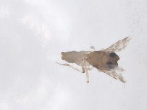  ( - CBG-B04973-A07)  @11 [ ] CreativeCommons - Attribution Share - Alike (2025) Centre for Biodiversity Genomics Centre for Biodiversity Genomics