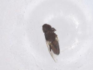  ( - CBG-B05003-G04)  @11 [ ] CreativeCommons - Attribution Share - Alike (2025) Centre for Biodiversity Genomics Centre for Biodiversity Genomics