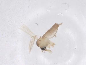  (Sergentomyia babu - CBG-B05003-G08)  @11 [ ] CreativeCommons - Attribution Share - Alike (2025) Centre for Biodiversity Genomics Centre for Biodiversity Genomics