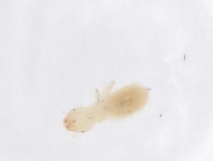  ( - CBG-B05201-A04)  @11 [ ] CreativeCommons - Attribution Share - Alike (2025) Centre for Biodiversity Genomics Centre for Biodiversity Genomics