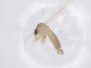  ( - CBG-B05203-F10)  @11 [ ] CreativeCommons - Attribution Share - Alike (2025) Centre for Biodiversity Genomics Centre for Biodiversity Genomics