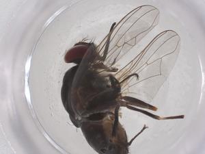  ( - CBG-B22526-G03)  @11 [ ] CreativeCommons - Attribution Share - Alike (2025) Centre for Biodiversity Genomics Centre for Biodiversity Genomics