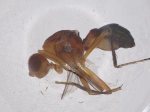  ( - CBG-B22527-F11)  @11 [ ] CreativeCommons - Attribution Share - Alike (2025) Centre for Biodiversity Genomics Centre for Biodiversity Genomics