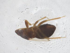  ( - CBG-B22596-D12)  @11 [ ] CreativeCommons - Attribution Share - Alike (2025) Centre for Biodiversity Genomics Centre for Biodiversity Genomics