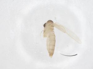  ( - CBG-B23655-F02)  @11 [ ] CreativeCommons - Attribution Share - Alike (2025) Centre for Biodiversity Genomics Centre for Biodiversity Genomics