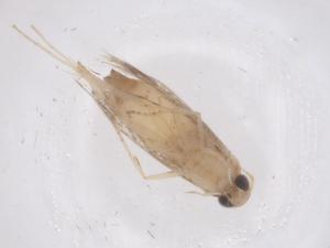  ( - CBG-B23674-F06)  @11 [ ] CreativeCommons - Attribution Share - Alike (2025) Centre for Biodiversity Genomics Centre for Biodiversity Genomics