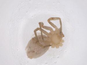  ( - CBG-B23674-F10)  @11 [ ] CreativeCommons - Attribution Share - Alike (2025) Centre for Biodiversity Genomics Centre for Biodiversity Genomics