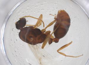  ( - CBG-B23675-E08)  @11 [ ] CreativeCommons - Attribution Share - Alike (2025) Centre for Biodiversity Genomics Centre for Biodiversity Genomics