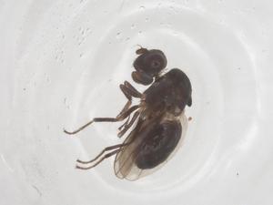  ( - CBG-B23675-G02)  @11 [ ] CreativeCommons - Attribution Share - Alike (2025) Centre for Biodiversity Genomics Centre for Biodiversity Genomics