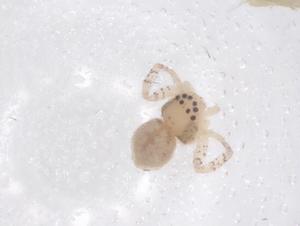  ( - CBG-B23708-A09)  @11 [ ] CreativeCommons - Attribution Share - Alike (2025) Centre for Biodiversity Genomics Centre for Biodiversity Genomics