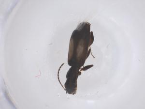  (Microlestes corticalis - CBG-B23711-B04)  @11 [ ] CreativeCommons - Attribution Share - Alike (2025) Centre for Biodiversity Genomics Centre for Biodiversity Genomics