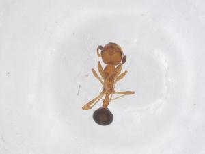  ( - CBG-B23713-E08)  @11 [ ] CreativeCommons - Attribution Share - Alike (2025) Centre for Biodiversity Genomics Centre for Biodiversity Genomics