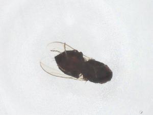  ( - CBG-B23715-A09)  @11 [ ] CreativeCommons - Attribution Share - Alike (2025) Centre for Biodiversity Genomics Centre for Biodiversity Genomics