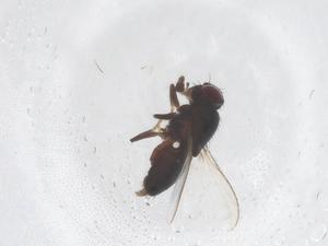  ( - CBG-B23715-F11)  @11 [ ] CreativeCommons - Attribution Share - Alike (2025) Centre for Biodiversity Genomics Centre for Biodiversity Genomics