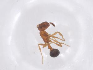  ( - CBG-B23717-E05)  @11 [ ] CreativeCommons - Attribution Share - Alike (2025) Centre for Biodiversity Genomics Centre for Biodiversity Genomics