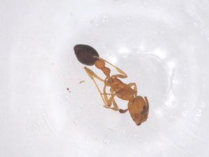  ( - CBG-B23717-G08)  @11 [ ] CreativeCommons - Attribution Share - Alike (2025) Centre for Biodiversity Genomics Centre for Biodiversity Genomics