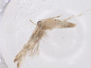  ( - CBG-B01141-G09)  @11 [ ] CreativeCommons - Attribution Share - Alike (2025) Centre for Biodiversity Genomics Centre for Biodiversity Genomics