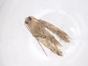  ( - CBG-B01141-H02)  @11 [ ] CreativeCommons - Attribution Share - Alike (2025) Centre for Biodiversity Genomics Centre for Biodiversity Genomics