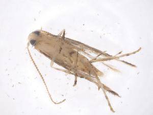  ( - CBG-B01141-H08)  @11 [ ] CreativeCommons - Attribution Share - Alike (2025) Centre for Biodiversity Genomics Centre for Biodiversity Genomics