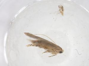  ( - CBG-B01142-B04)  @11 [ ] CreativeCommons - Attribution Share - Alike (2025) Centre for Biodiversity Genomics Centre for Biodiversity Genomics