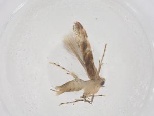  ( - CBG-B01142-B11)  @11 [ ] CreativeCommons - Attribution Share - Alike (2025) Centre for Biodiversity Genomics Centre for Biodiversity Genomics