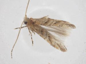  ( - CBG-B01142-C10)  @11 [ ] CreativeCommons - Attribution Share - Alike (2025) Centre for Biodiversity Genomics Centre for Biodiversity Genomics