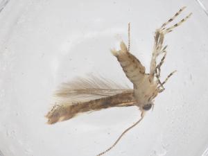  ( - CBG-B01142-D07)  @11 [ ] CreativeCommons - Attribution Share - Alike (2025) Centre for Biodiversity Genomics Centre for Biodiversity Genomics