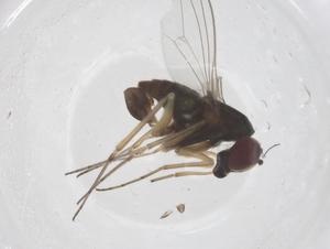  ( - CBG-B01142-G09)  @11 [ ] CreativeCommons - Attribution Share - Alike (2025) Centre for Biodiversity Genomics Centre for Biodiversity Genomics