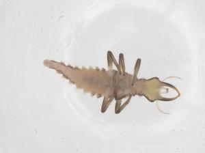  ( - CBG-B01142-G11)  @11 [ ] CreativeCommons - Attribution Share - Alike (2025) Centre for Biodiversity Genomics Centre for Biodiversity Genomics