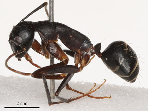  ( - CBG-B02546-A01)  @11 [ ] CreativeCommons - Attribution Share - Alike (2025) CBG Photography Group Centre for Biodiversity Genomics