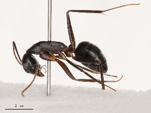  ( - CBG-B02546-A05)  @11 [ ] CreativeCommons - Attribution Share - Alike (2025) CBG Photography Group Centre for Biodiversity Genomics