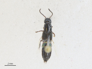  ( - CBG-A27530-E04)  @11 [ ] CreativeCommons - Attribution Share - Alike (2024) CBG Photography Group Centre for Biodiversity Genomics