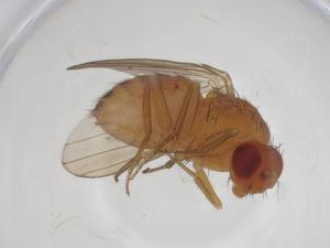  ( - CBG-A26722-B04)  @11 [ ] CreativeCommons - Attribution Share - Alike (2024) Centre for Biodiversity Genomics Centre for Biodiversity Genomics