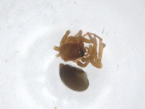  ( - CBG-A24936-F03)  @11 [ ] CreativeCommons - Attribution Share - Alike (2023) Centre for Biodiversity Genomics Centre for Biodiversity Genomics