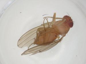  ( - CBG-A23831-A08)  @11 [ ] CreativeCommons - Attribution Share - Alike (2023) Centre for Biodiversity Genomics Centre for Biodiversity Genomics