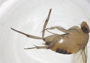  ( - CBG-B00204-A08)  @11 [ ] CreativeCommons - Attribution Share - Alike (2025) Centre for Biodiversity Genomics Centre for Biodiversity Genomics