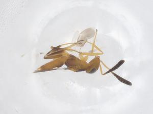  (Cheiloneurus nankingensis - CBG-B00205-E05)  @11 [ ] CreativeCommons - Attribution Share - Alike (2025) Centre for Biodiversity Genomics Centre for Biodiversity Genomics