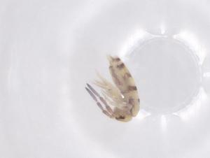  ( - CBG-B00347-B08)  @11 [ ] CreativeCommons - Attribution Share - Alike (2025) Centre for Biodiversity Genomics Centre for Biodiversity Genomics