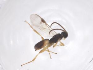  ( - CBG-B00349-G12)  @11 [ ] CreativeCommons - Attribution Share - Alike (2025) Centre for Biodiversity Genomics Centre for Biodiversity Genomics