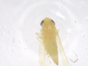  (Asymmetrasca - CBG-B01813-G12)  @11 [ ] CreativeCommons - Attribution Share - Alike (2025) Centre for Biodiversity Genomics Centre for Biodiversity Genomics