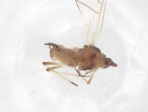  ( - CBG-B01816-H03)  @11 [ ] CreativeCommons - Attribution Share - Alike (2025) Centre for Biodiversity Genomics Centre for Biodiversity Genomics