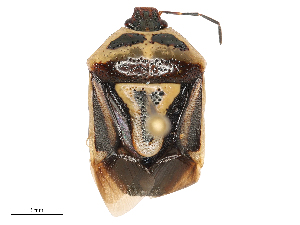  ( - CBG-B02541-B06)  @11 [ ] CreativeCommons - Attribution Share - Alike (2025) CBG Photography Group Centre for Biodiversity Genomics