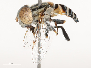  ( - CBG-B02549-C02)  @11 [ ] CreativeCommons - Attribution Share - Alike (2025) CBG Photography Group Centre for Biodiversity Genomics