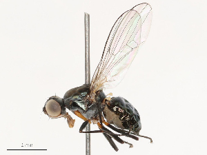  ( - CBG-B02549-D03)  @11 [ ] CreativeCommons - Attribution Share - Alike (2025) CBG Photography Group Centre for Biodiversity Genomics