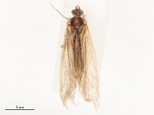  (Glossosoma caudatum - CBG-B02549-D12)  @11 [ ] CreativeCommons - Attribution Share - Alike (2025) CBG Photography Group Centre for Biodiversity Genomics