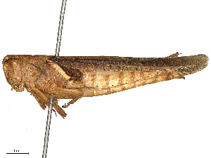  ( - CBG-B02554-A01)  @11 [ ] CreativeCommons - Attribution Share - Alike (2025) CBG Photography Group Centre for Biodiversity Genomics