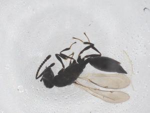  ( - CBG-B02727-C11)  @11 [ ] CreativeCommons - Attribution Share - Alike (2025) Centre for Biodiversity Genomics Centre for Biodiversity Genomics