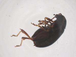  (Longitarsus fallax - CBG-B02728-A04)  @11 [ ] CreativeCommons - Attribution Share - Alike (2025) Centre for Biodiversity Genomics Centre for Biodiversity Genomics