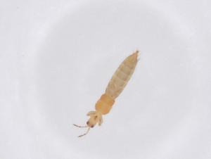  ( - CBG-B02729-C04)  @11 [ ] CreativeCommons - Attribution Share - Alike (2025) Centre for Biodiversity Genomics Centre for Biodiversity Genomics