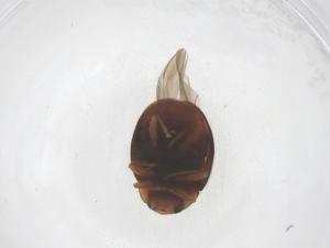  ( - CBG-B02730-B01)  @11 [ ] CreativeCommons - Attribution Share - Alike (2025) Centre for Biodiversity Genomics Centre for Biodiversity Genomics